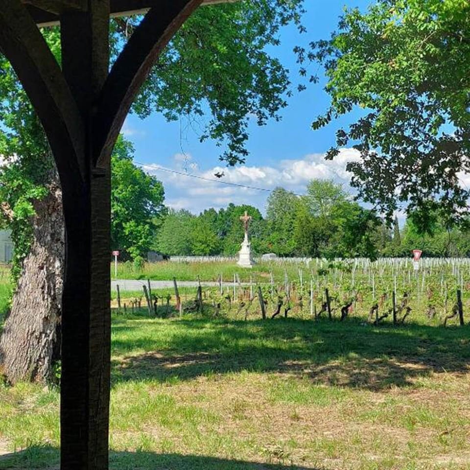 Vignes des Capucins au printemps