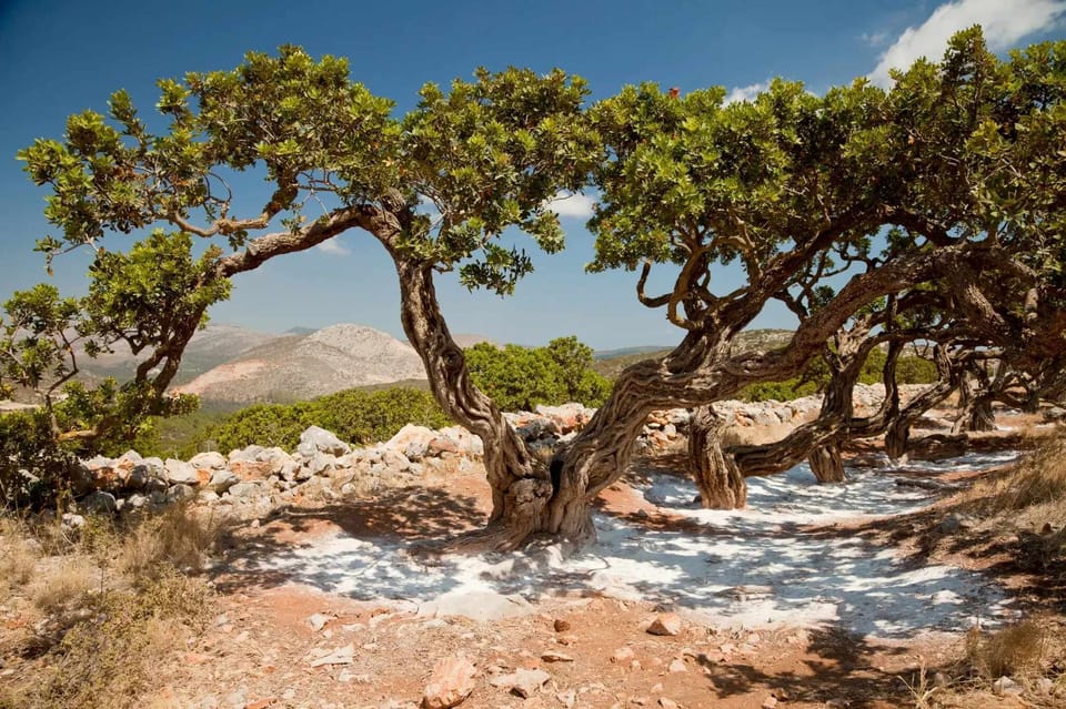 A grove of mastic trees on the Greek island of Chios, where their natural resin—called “mastiha”—is carefully collected and used in local sweets, drinks, and traditional products.