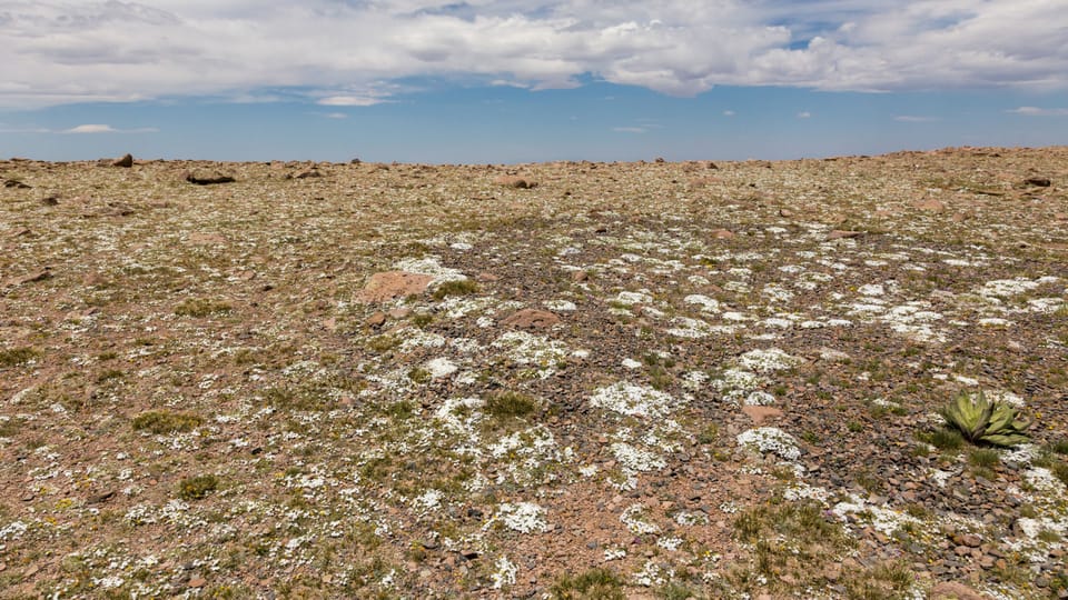 Expansive desert plateau dotted with native wildflowers and scattered vegetation stretches toward distant horizons beneath sweeping skies, defining the rugged natural landscape surrounding the property.