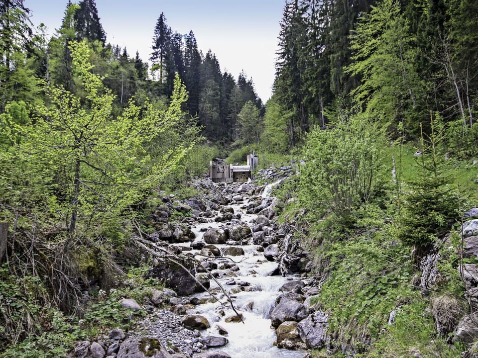 Tree, Stream, Watercourse, Forest, Wilderness, Rock, Riparian Zone, Bank