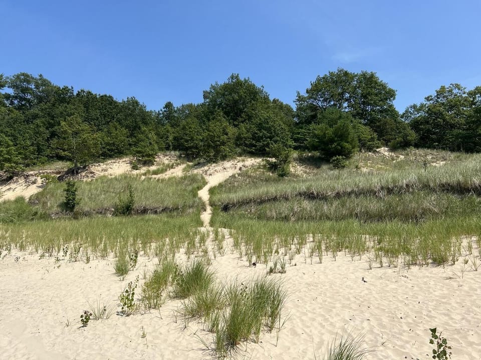 Classical Lake Michigan sand dunes.