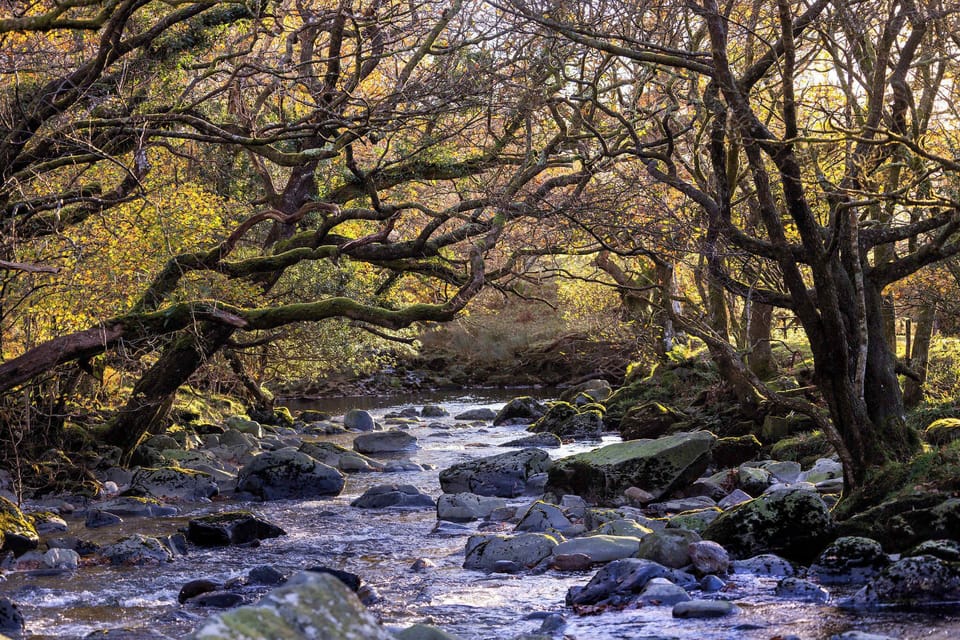 Beddgelert Silver Birch Secluded View - freshly inspired design