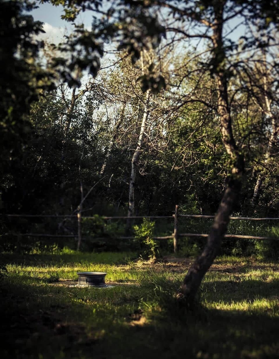 Backyard firepit in treed area.