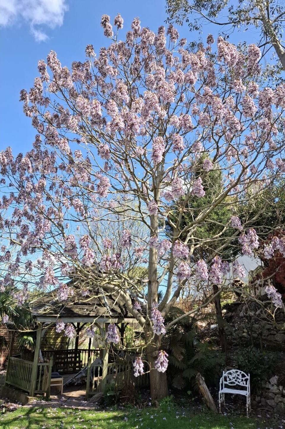 Flower, Branch, Petal, Pink, Spring, Twig, Flowering Plant, Purple, Blossom, Woody Plant