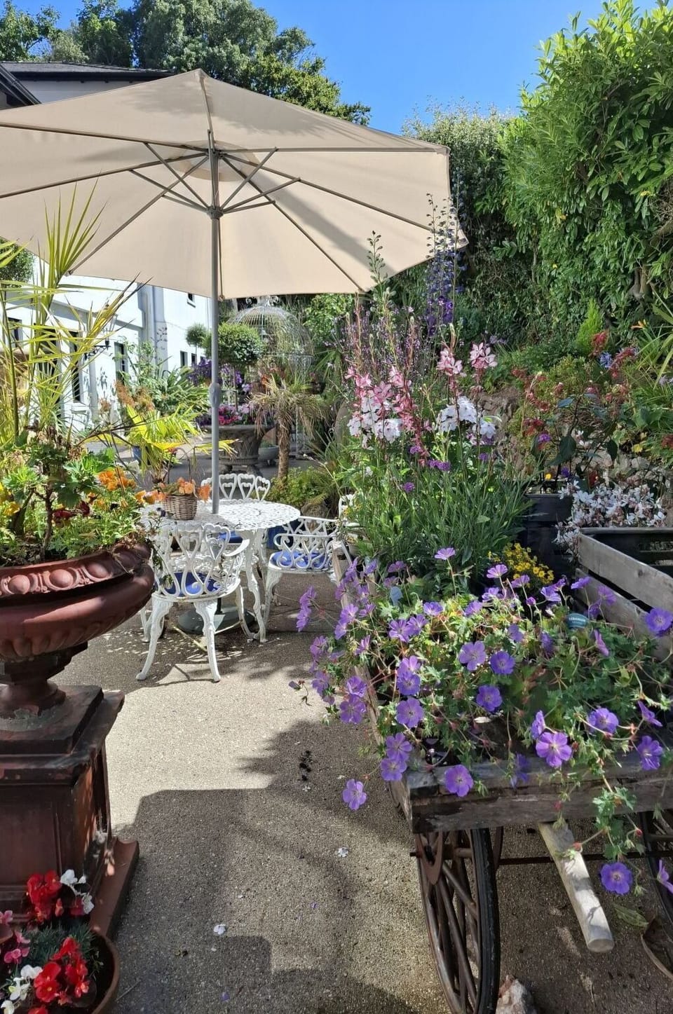 Flower, Flowerpot, Shrub, Umbrella, Garden, Furniture, Outdoor Table, Chair, Houseplant