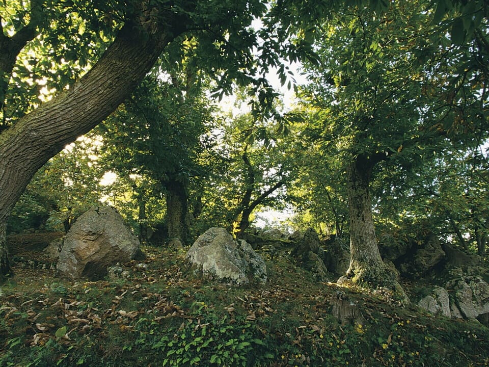 Plant, Natural Landscape, Tree, Wood, Twig, Trunk, Shade, Grass, Terrestrial Plant