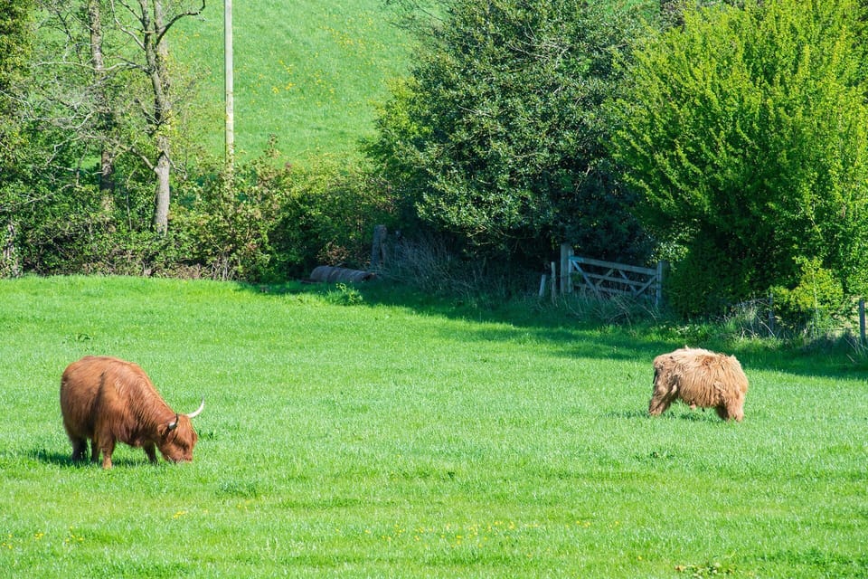 Highland cattle at The Damson Barn, Staffordshire