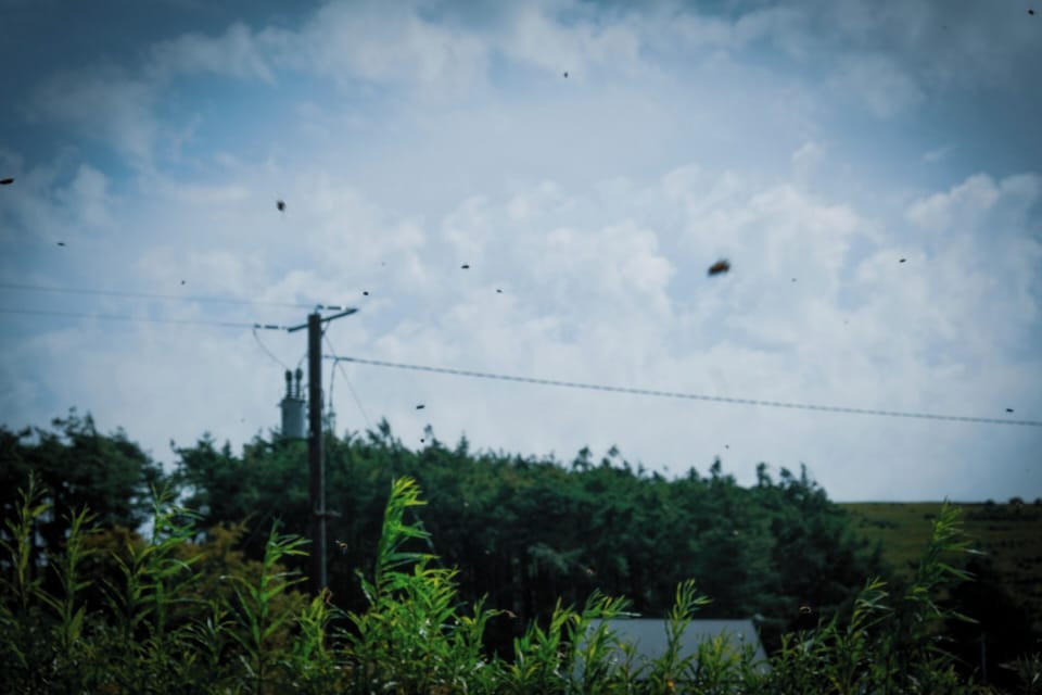 Apiary