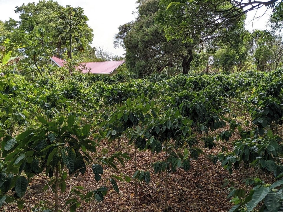 Feel free to walk through the 400+ coffee trees on the property. 
