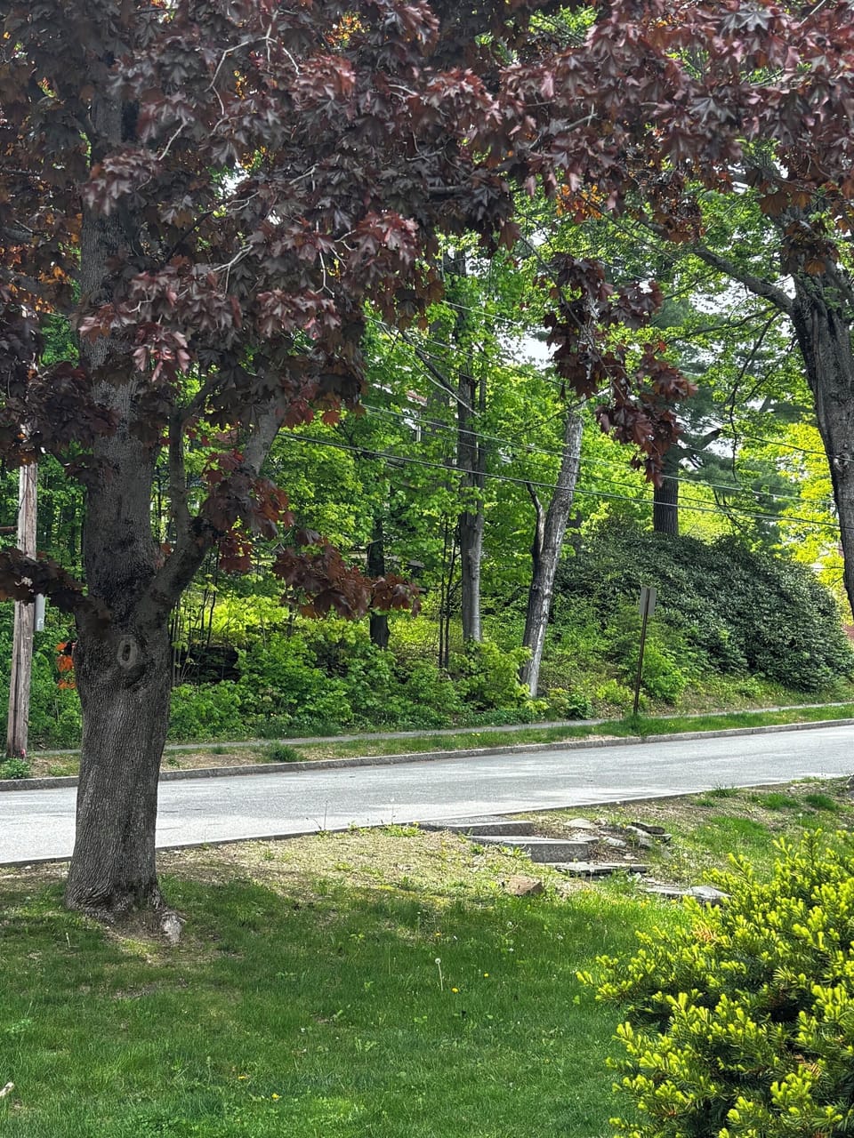 Across street, you can see Bates college (brick building)