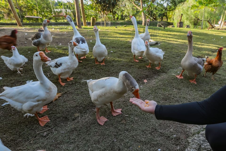Animals