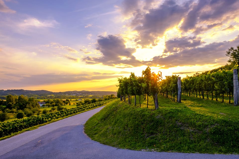 Beautiful sunset at vineyards of Vipava valley
