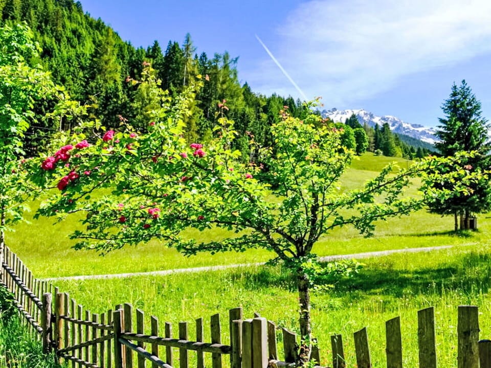 Green, Flower, Nature, Spring, Garden, Meadow, Field, Pasture, Fence, Park