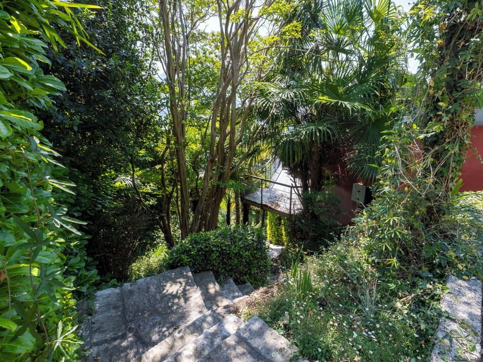 Green, Leaf, Vegetation, Shrub, Plant Community, Spring, Woody Plant, Garden, Jungle, Valdivian Temperate Rain Forest