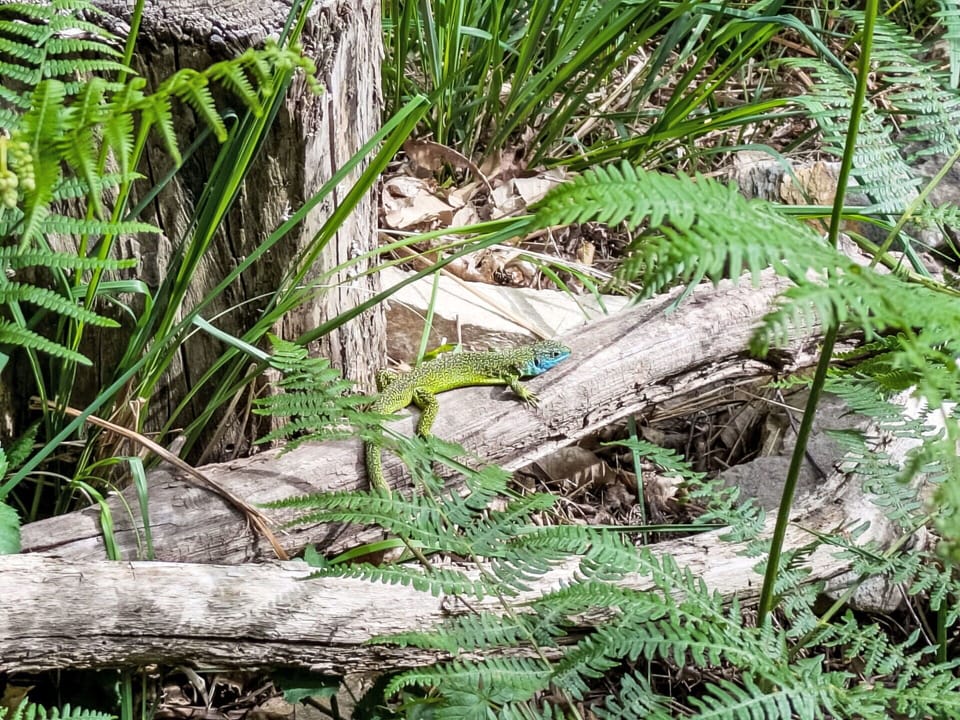 Green, Wildlife