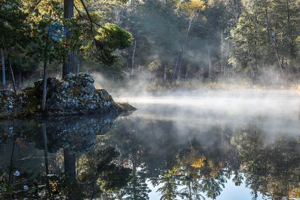 As the sun rises watch the forest come to life and start the perfect cottage day