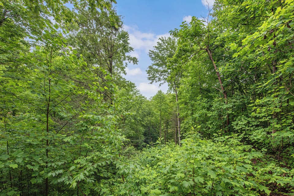 The property is nestled within lush, verdant forest, offering peaceful natural surroundings perfect for a tranquil getaway.