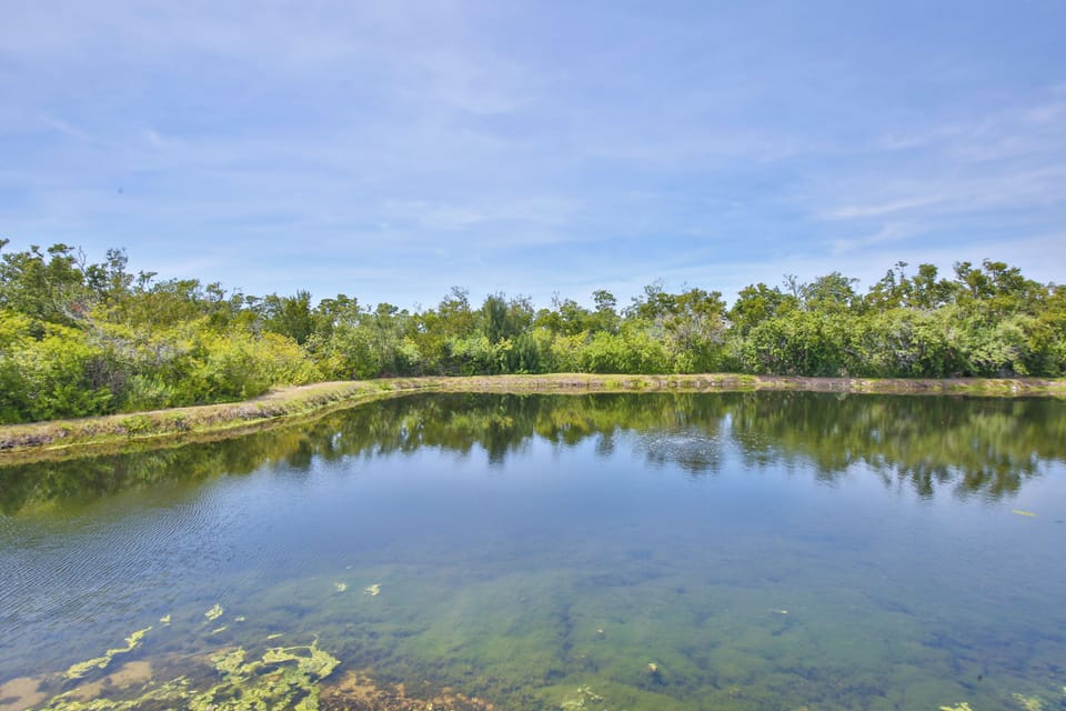 A tranquil pond surrounded by lush greenery, part of the property's natural landscape and serene outdoor surroundings.