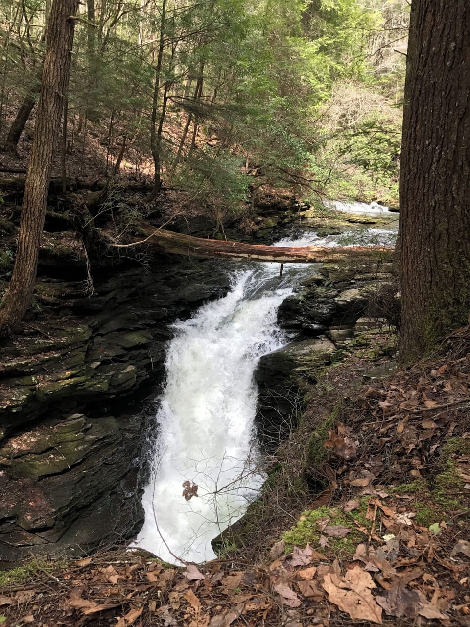 Fiery Gizzard Trail- 25 minutes away 