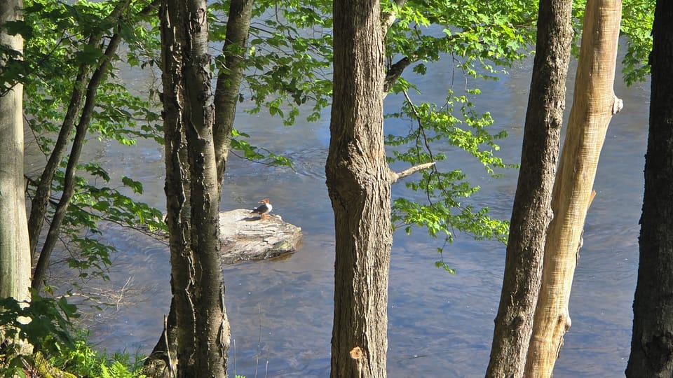 View from North Parking Area overlooking Monument Pool on the Delaware. 