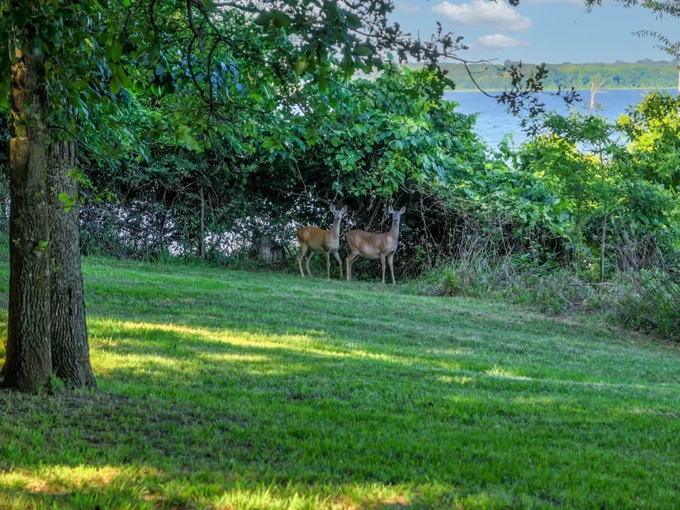 Wildlife viewing from the back porch