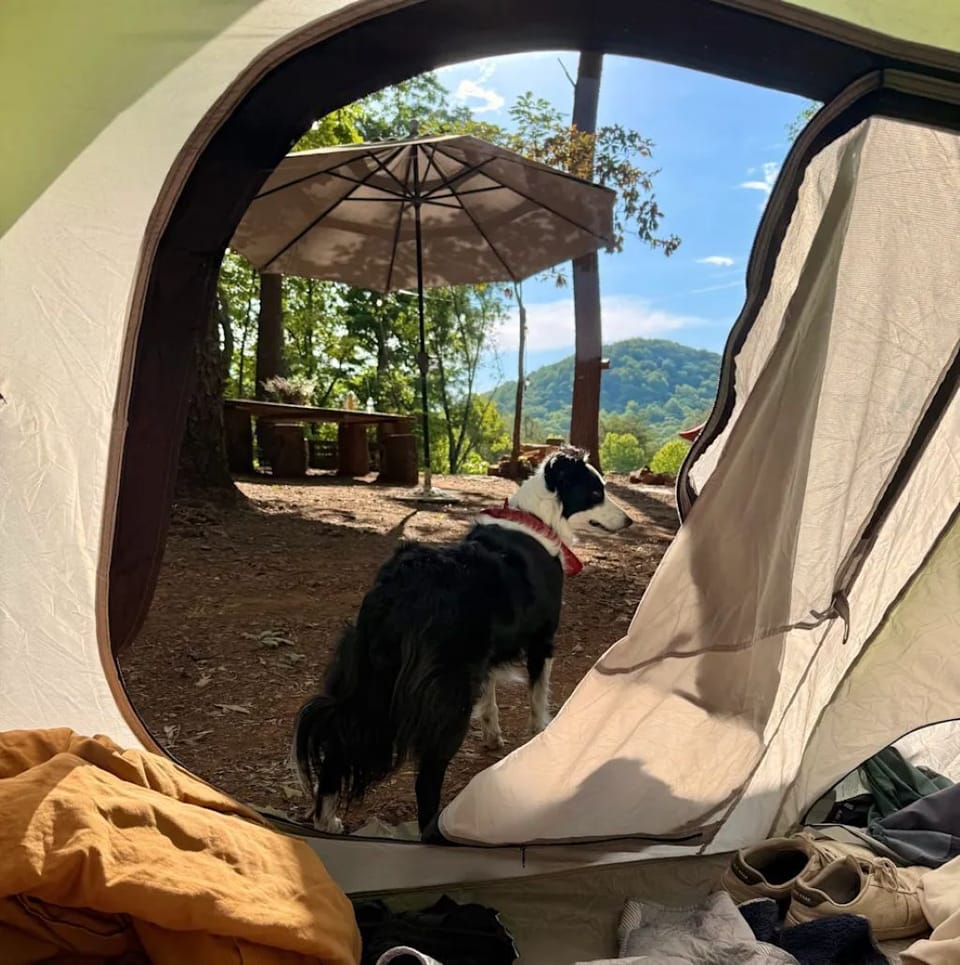Pet-friendly