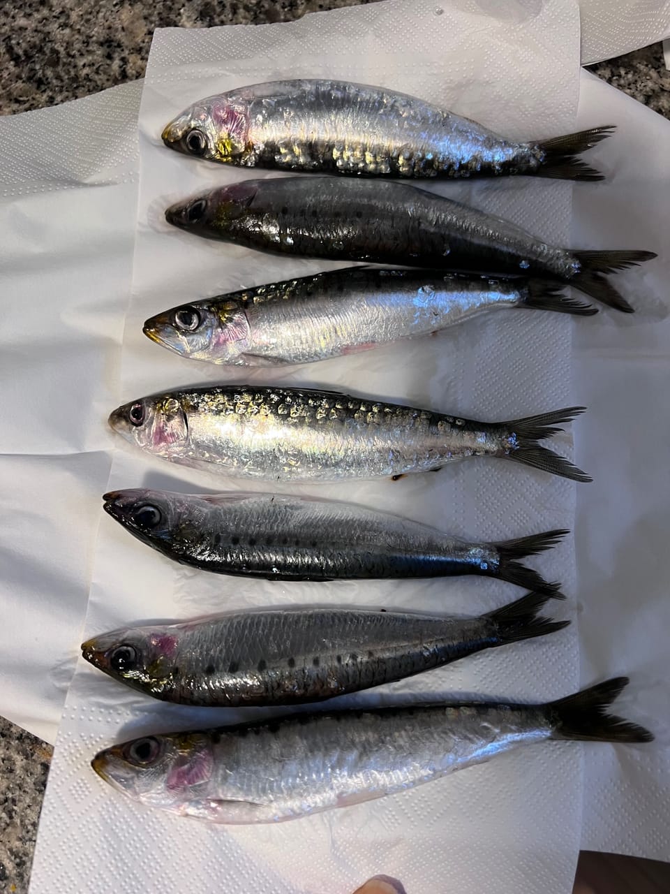 Very fresh fish ! SARDINAS 