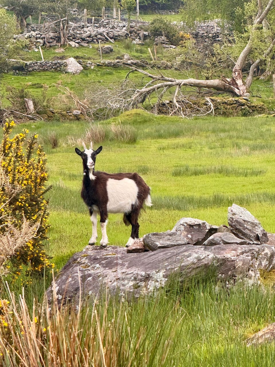 Image 13