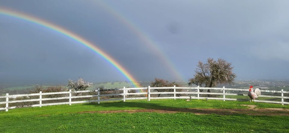 Double rainbow in the backyard