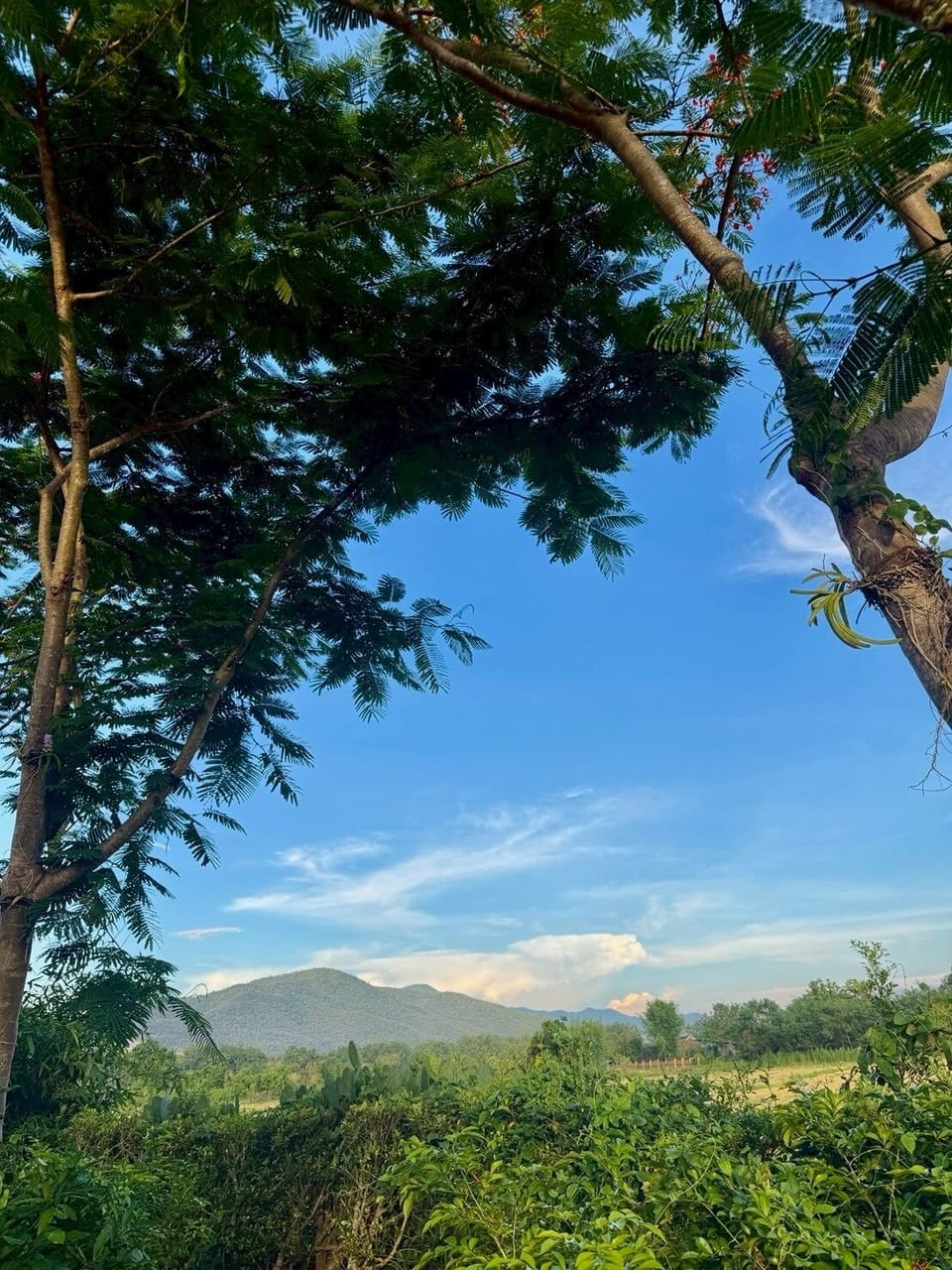 Superior Single Room, Housekeeping, Hill View | Mountain view