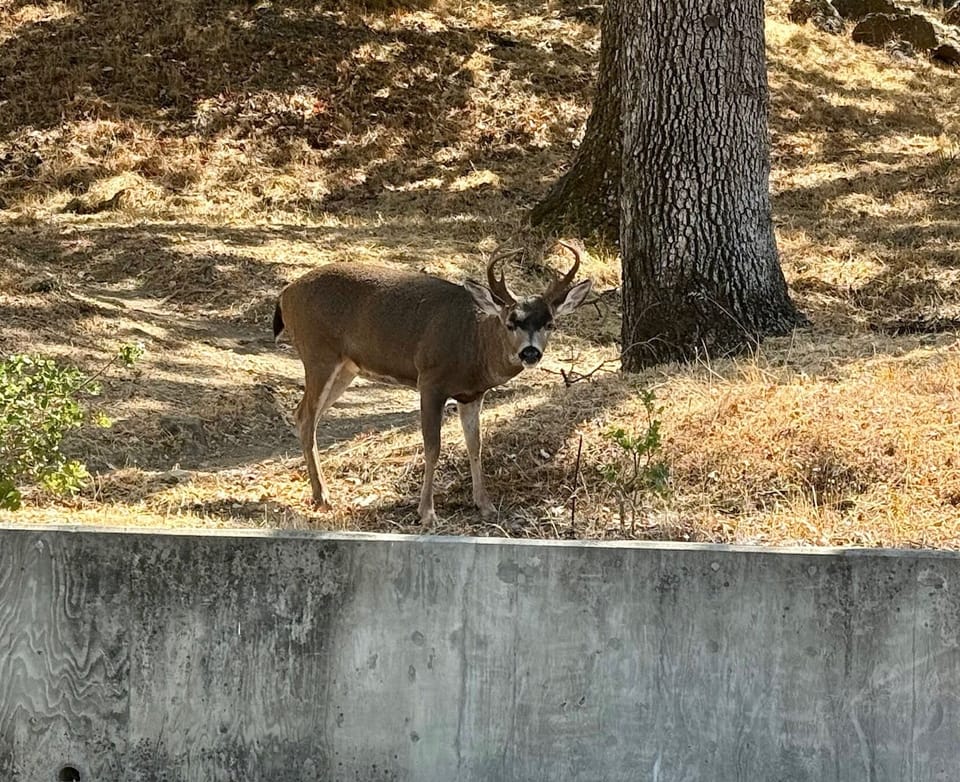 BIG deer next to building. Watch for them in the road!