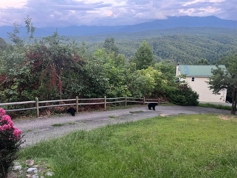 Black bears are often seen around the property. Only view from safe distance,