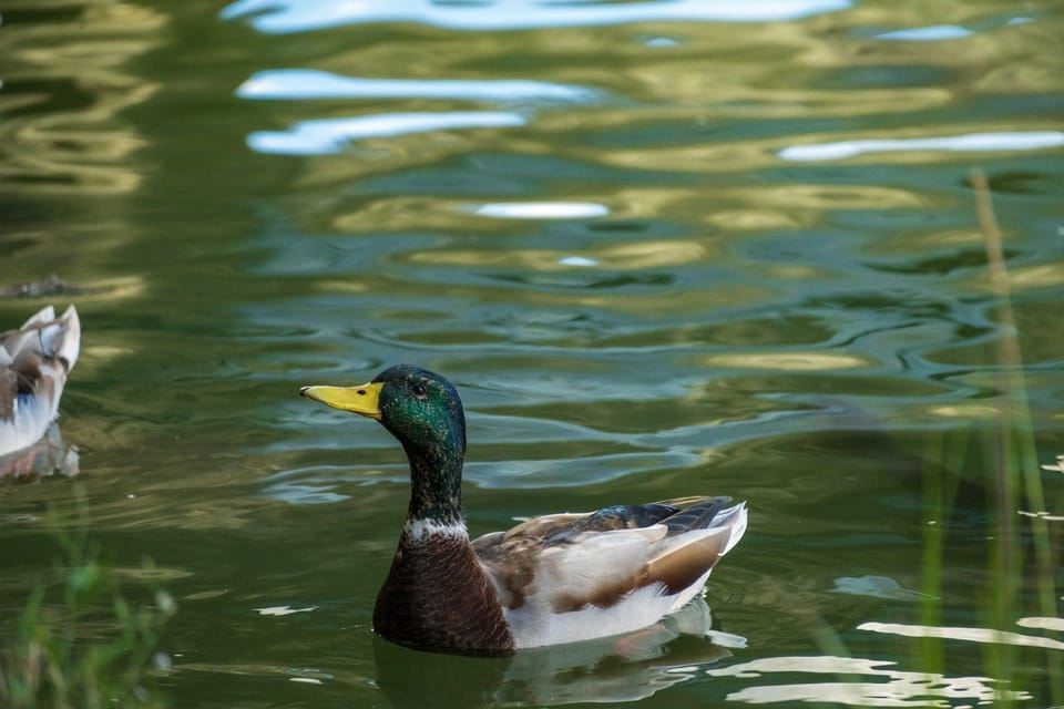 UNM Duck Pond, steps from the university campus, offers a shaded walking path and a quiet escape from the city