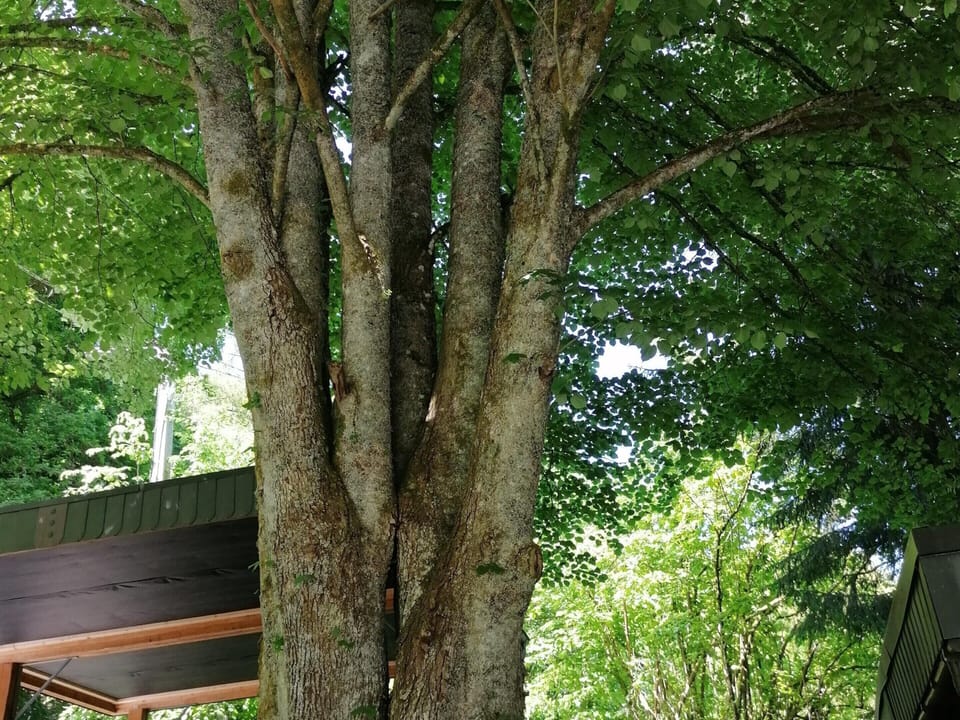 House | Garden