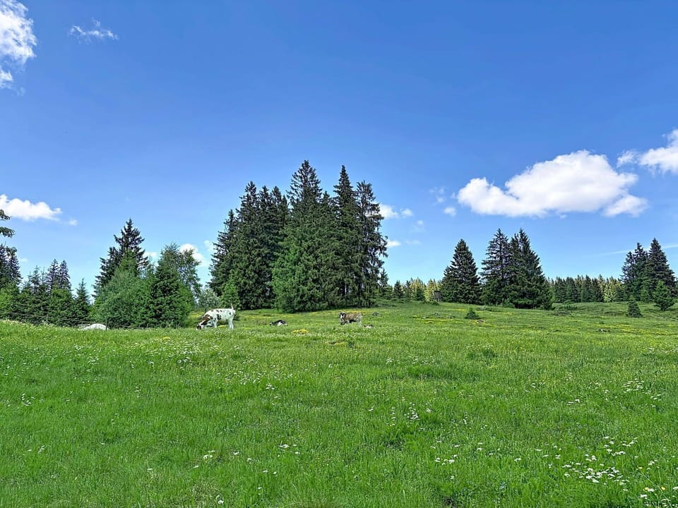 Sky, Tree, Grass, Natural Environment, Green, Grassland, Natural Landscape, Pasture, Cloud