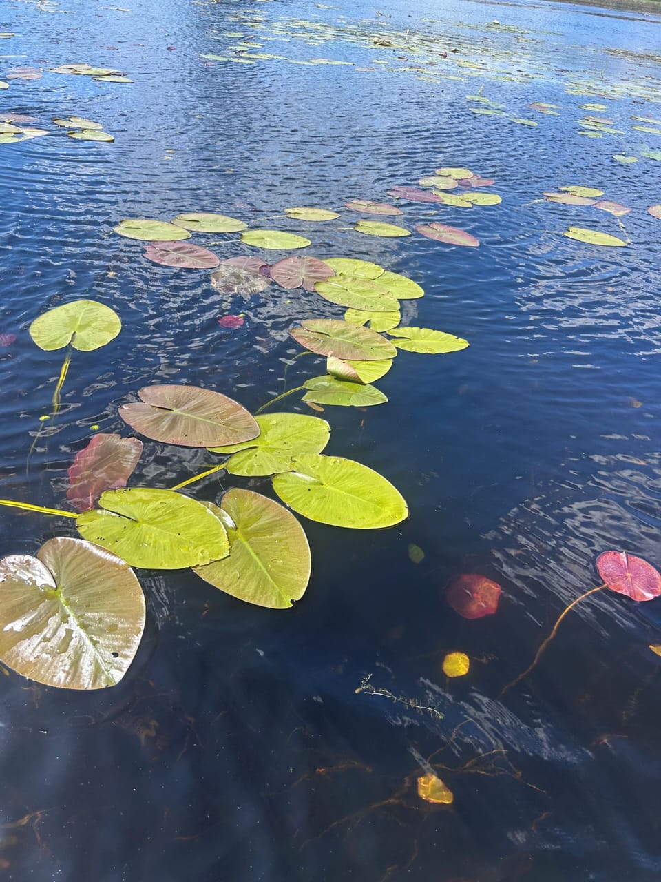 Miscellaneous