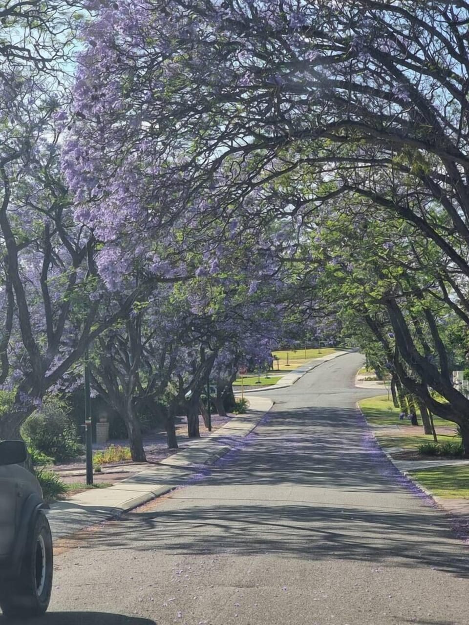 During Jacaranda season which starts mid-November