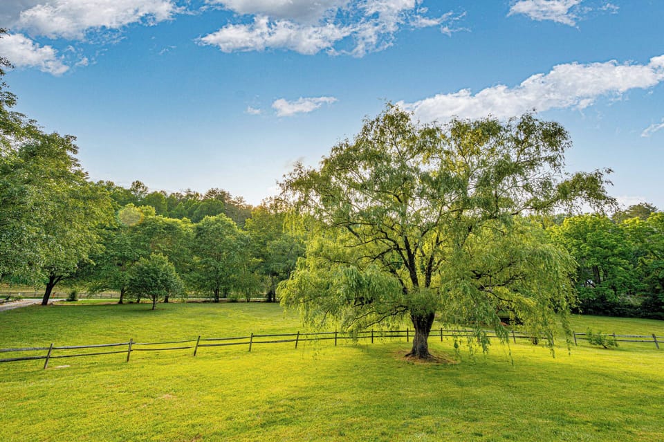 Enchanting Views: Enjoy serene sunsets under the shade of a magnificent tree in lush surroundings!