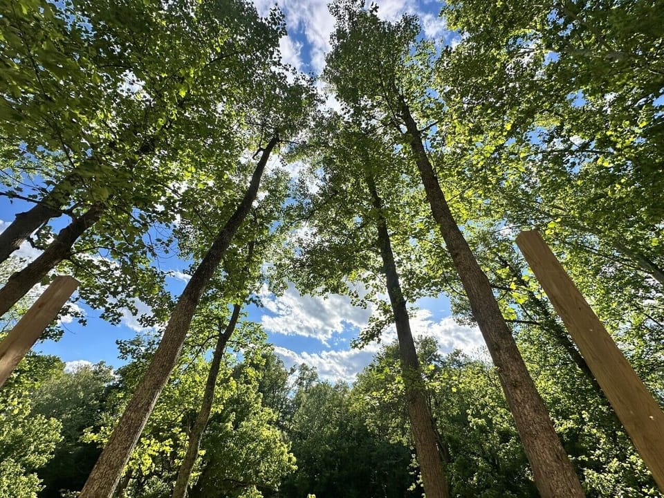 Raccoon Trees