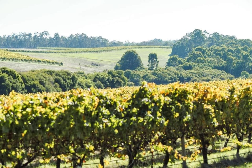 Margaret River Vineyards