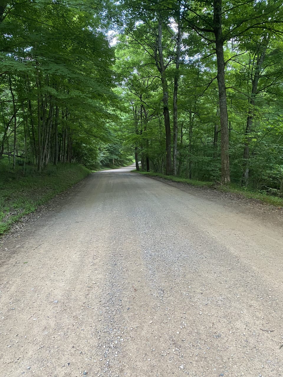 Peaceful tree-lined gravel road leading to cabin
