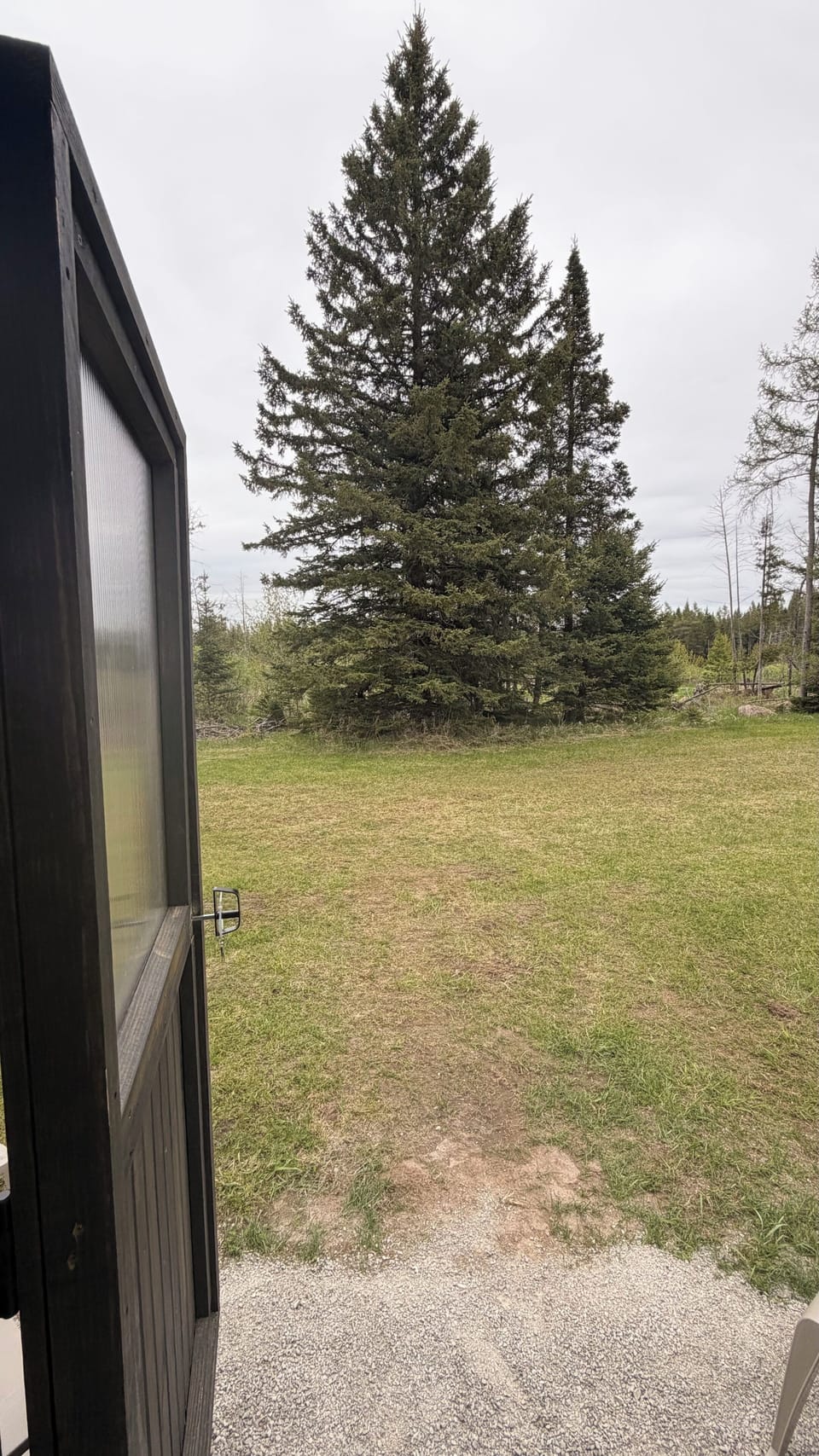 Private grassy yard with tall evergreens and peaceful wooded views
