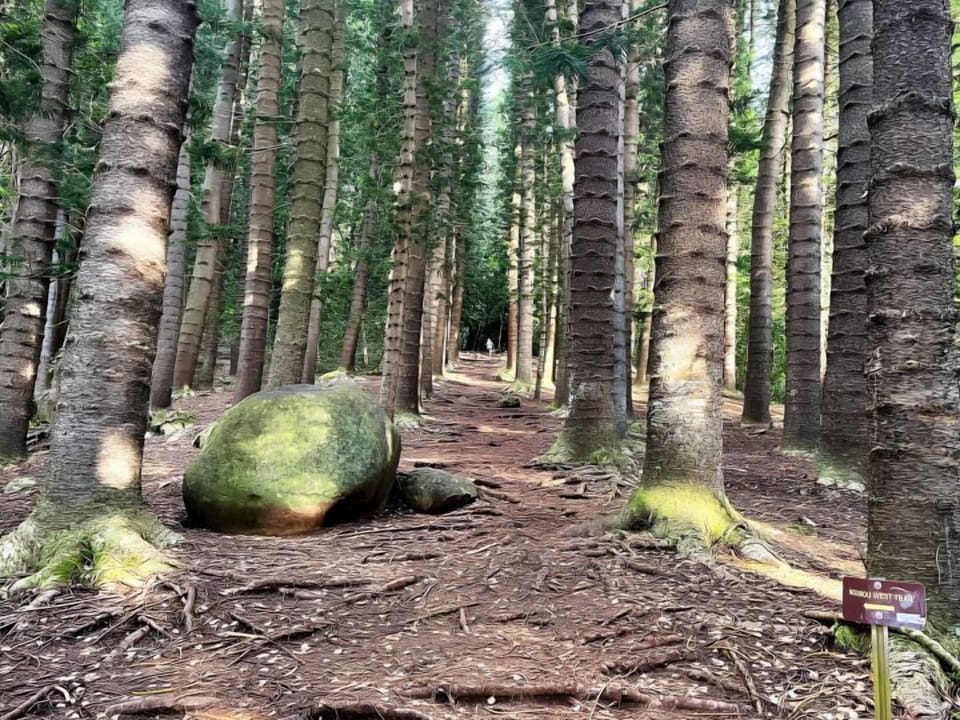 Norfolk pine on the Nounou West Trail 