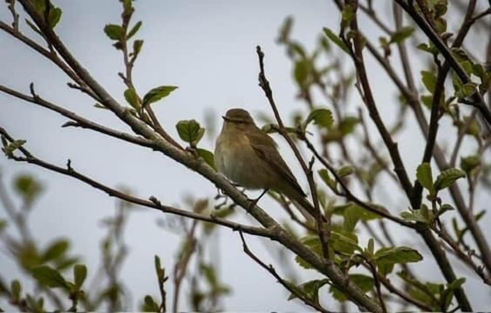 Birds-at-Higher-Mullacott-Farm