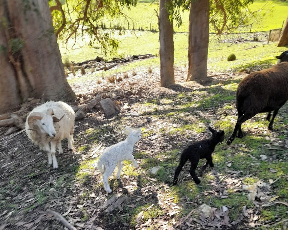 Spring is Lambing time