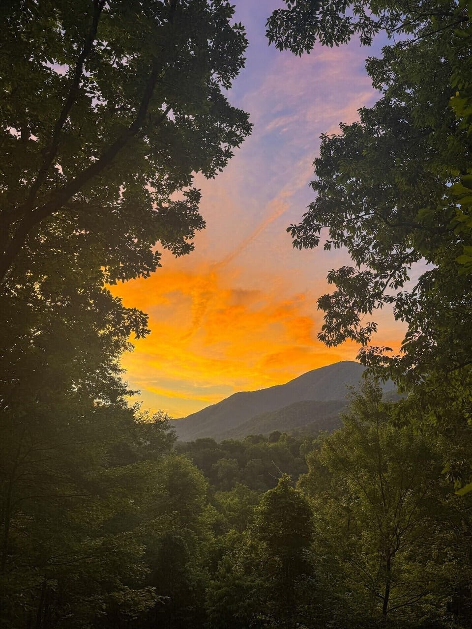 Peaceful mountain sunset framed by lush forest views