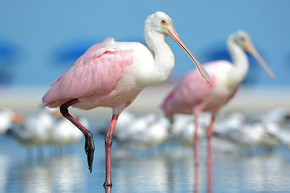 Herons, ibis, and roseate spoonbills, royal terns...rare Florida waterbirds make their home here!