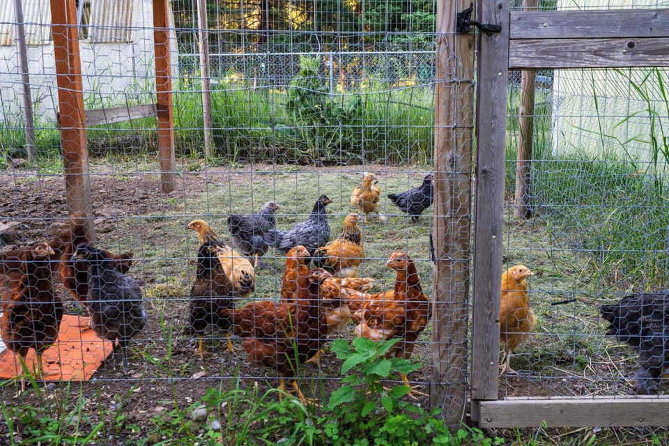 Meet the resident chickens and enjoy a touch of North Idaho homestead living.