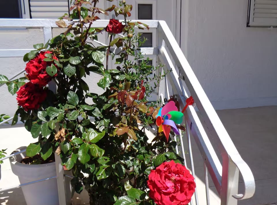 House (Holiday Home Sunny Retreat - With Ter) | Terrace/patio
