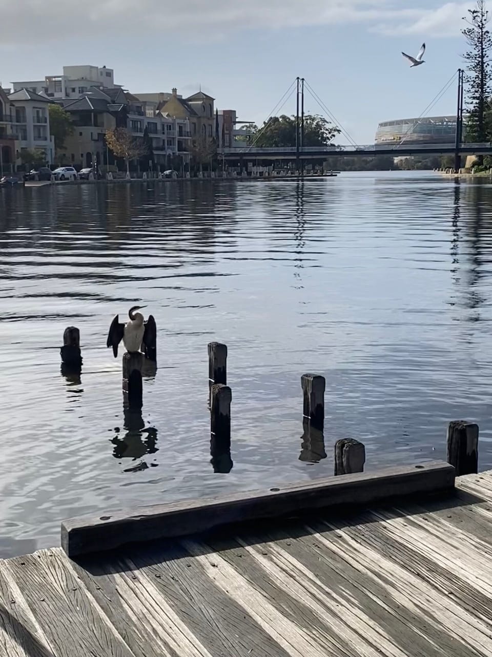 Local wildlife you may see at the Claisebrook cove 
